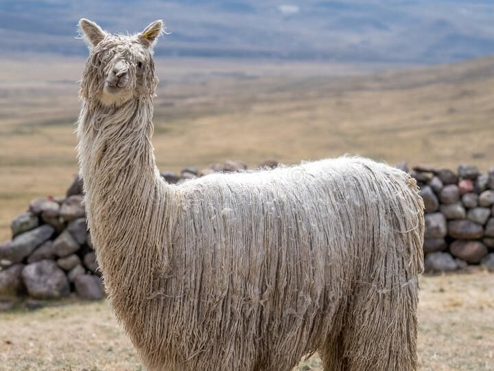 BABY ALPACA VS SURI ALPACA: LUXURY BUYER’S GUIDE